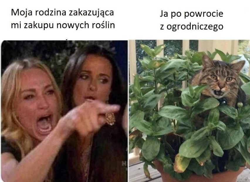 Podlewałeś rośliny łzami? Te MEMY są dla ciebie... i o tobie