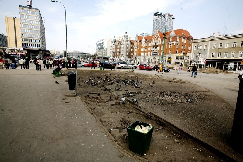 Gołębie nic sobie nie robią z przebudowy centrum Katowic