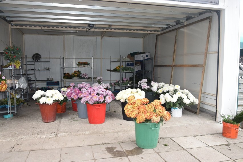 #akcjachryzantema. Mieszkańcy Radomia wspierają kwiaciarzy handlujących chryzantemami