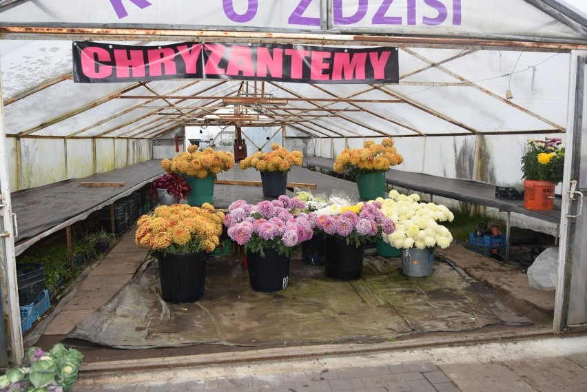 #akcjachryzantema. Mieszkańcy Radomia wspierają kwiaciarzy handlujących chryzantemami