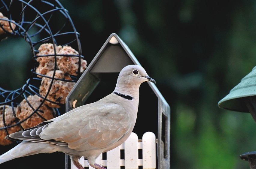 Samorząd Katowic udostępnia bezpłatne karmniki i uczy dokarmiania ptaków