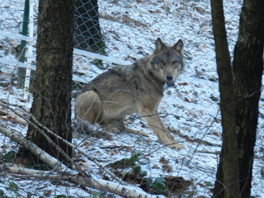 Wilk Miko został zastrzelony w lesie koło Biadacza.