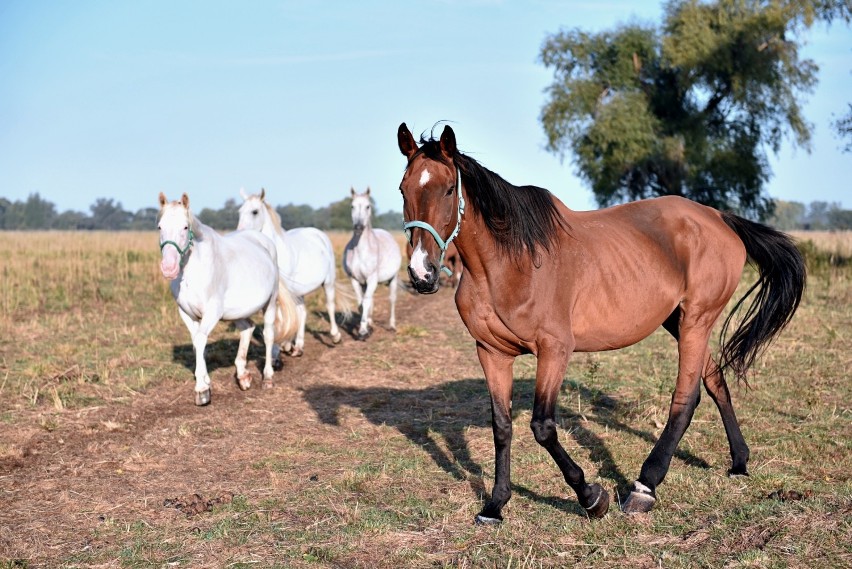 Życie 500 koni i setek innych zwierząt wisi na włosku przez koronawirusa. Dramatyczny apel Fundacji Centaurus