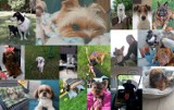 Dzień Psa w Tomaszowie Maz. Zobaczcie najpiękniejsze psy z Tomaszowa i okolic na zdjęciach Czytelników