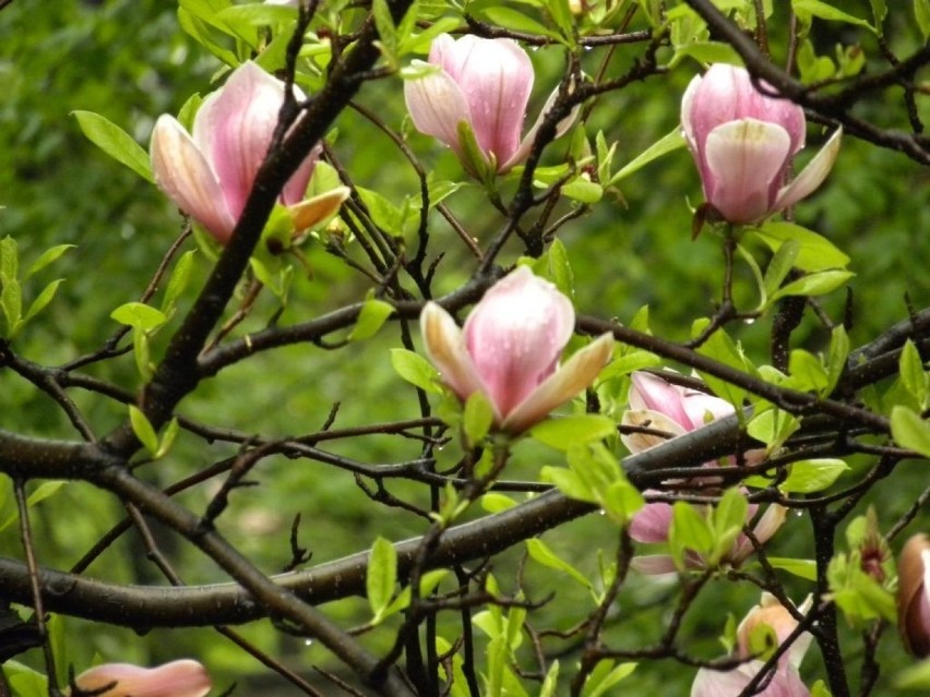 Magnolia jest określana jako arystokratka wśród drzew i...