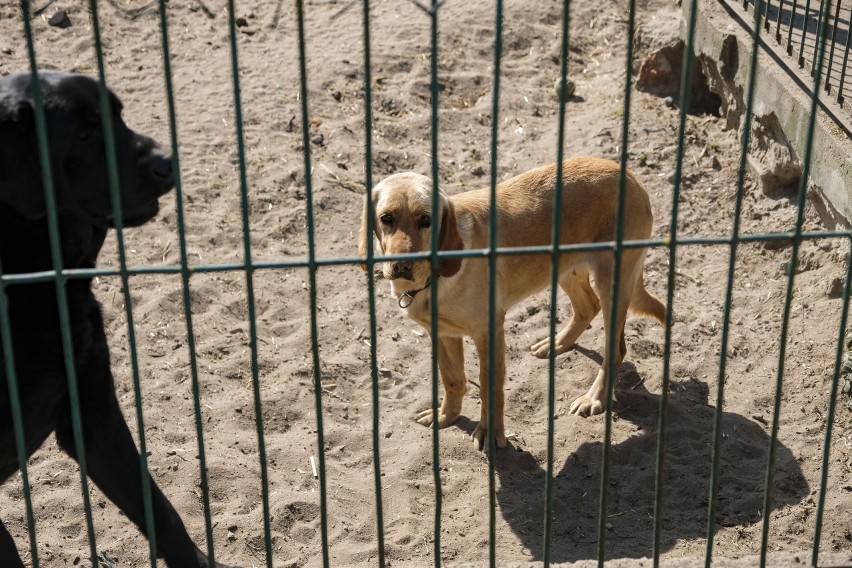 Psy ze schroniska czekają na adopcję albo domy tymczasowe