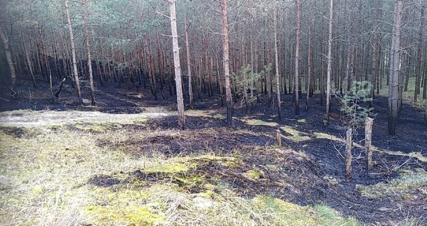 Niedaleko Lędowa koło Ustki doszło do pożaru ściółki leśnej....