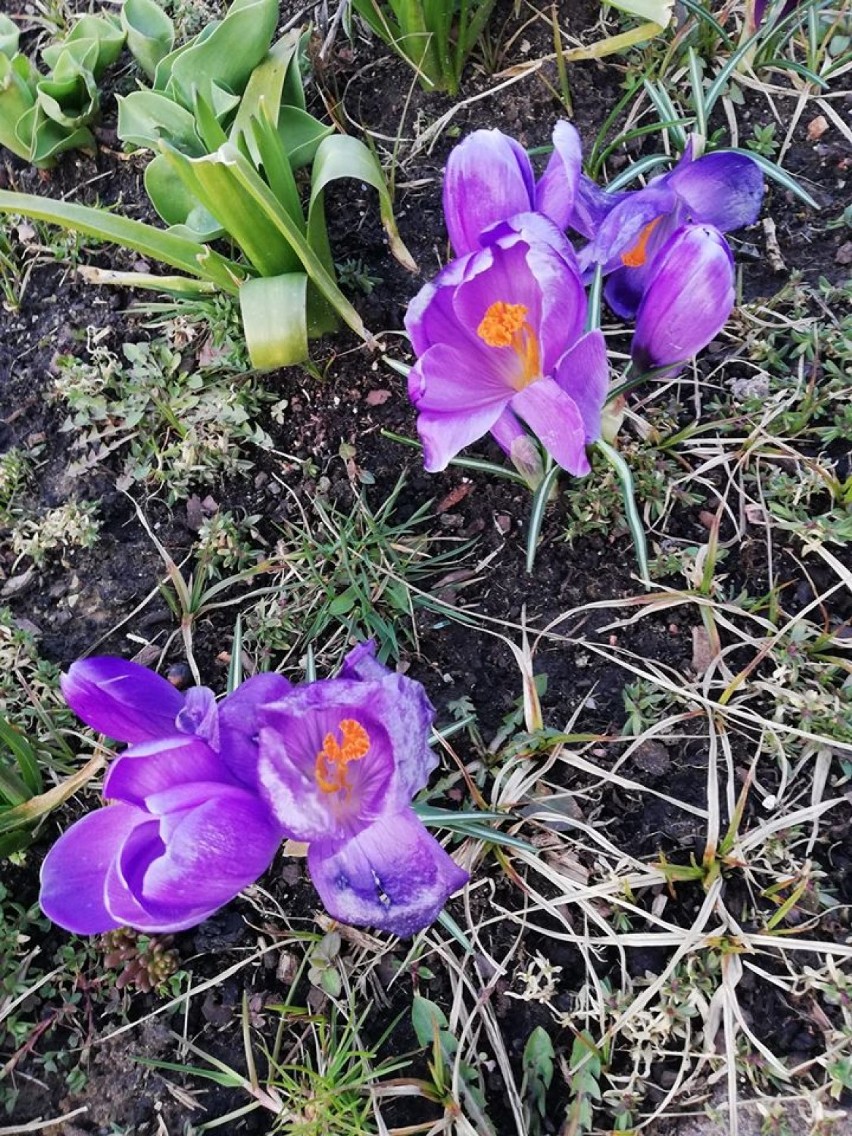 Wiosna 2020 w ogrodach powiatu puckiego