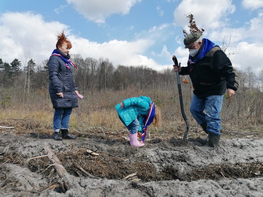 Harcerski Las będzie teraz rósł w Będzinie - Grodźcu...