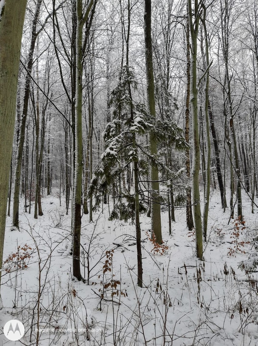 Zima w obiektywie Internautów. Na całej połaci śnieg! Piękne zimowe krajobrazy uchwycone przez naszych Czytelników [ZDJĘCIA]