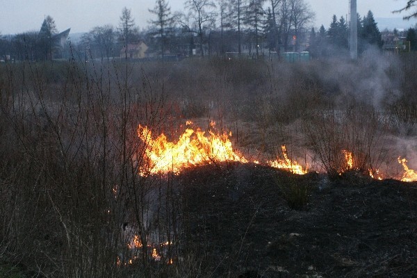 Wiosenne wypalanie traw w Nowym Sączu [ZDJĘCIA]