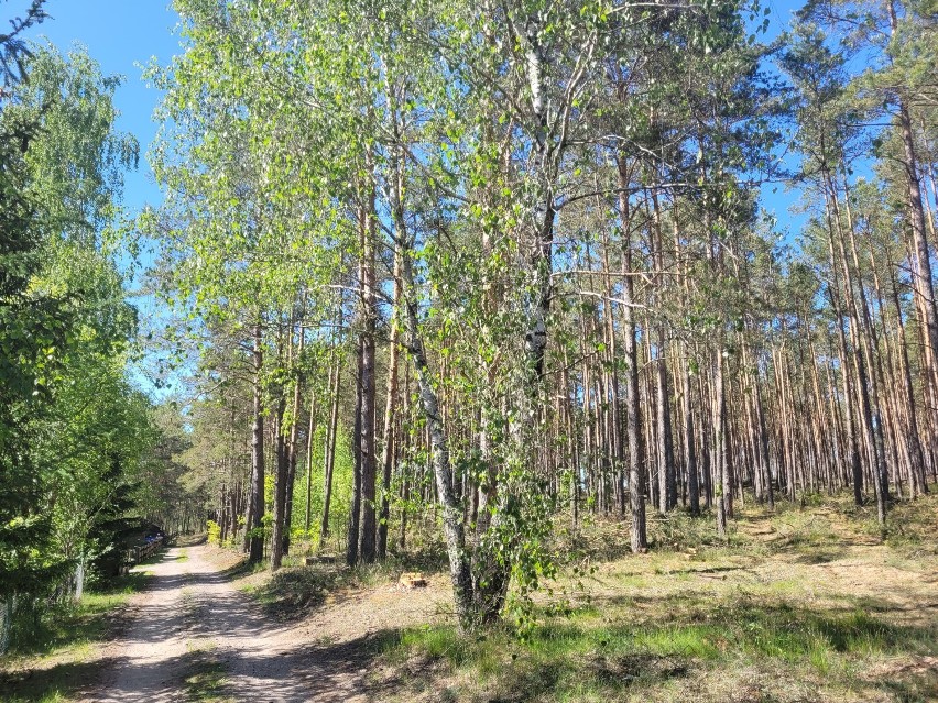 Szenajda w gm. Kościerzyna