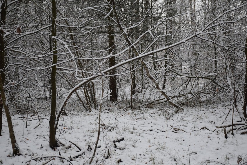 Zimowy krajobraz powiatu obornickiego zachwyca [ZDJĘCIA]