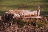 Jak się pozbyć pnia po ściętym drzewie? Polecamy sposoby, które przyspieszą rozkład drewna i ułatwią usunięcie pnia