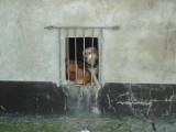 Animalsi próbowali zabrać zwierzęta ze schroniska w Małoszycach - zdjęcia z akcji