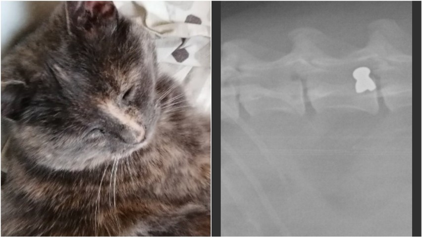 Postrzelony kotek trafił do lecznicy w ciężkim stanie. Śrut...