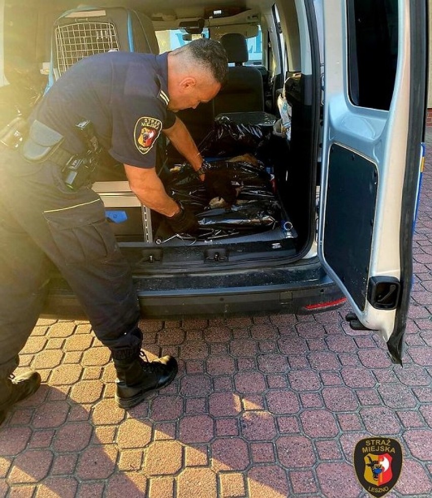 Ekopatrol ratował sarnę. Błyskawiczna akcja straży miejskiej w Lesznie