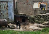 Inspektorzy Animals interweniowali w Kartuskiem po raz kolejny, tym razem w gminie Stężyca