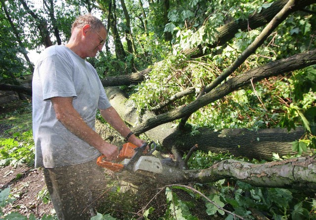 W piotrkowskim ogrodzie botanicznym wichura powaliła kilka drzew.