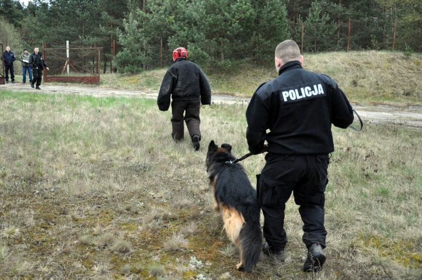 Policyjne psy przechodziły testy niezbędne do dalszej służby [zdjęcia]