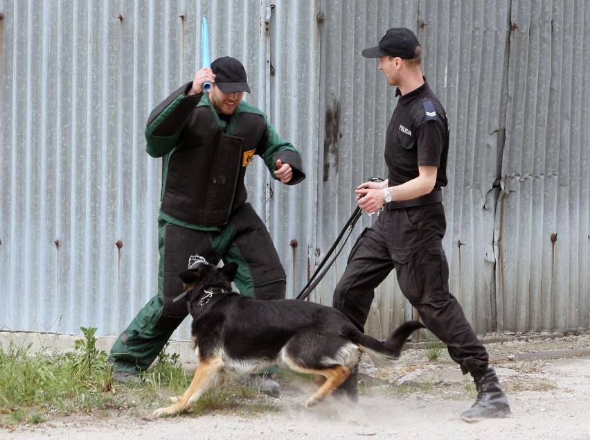 Atestacja psów policyjnych Komendy Miejskiej Policji w Łodzi, 19 maja 2015