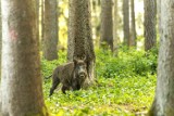 Akcja tworzenia bariery zapachowej - zapobieganie Afrykańskiemu Pomorowi Świń (ASF) - Nadleśnictwo Durowo