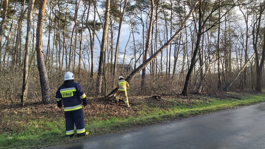 POWIAT RAWICKI. Wichura uszkadzała linie energetyczne, łamała drzewa i niszczyła mienie [ZDJĘCIA] 