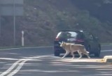 Wilk w Głuchołazach? Podejrzane zwierzę zauważono przy granicy z Czechami