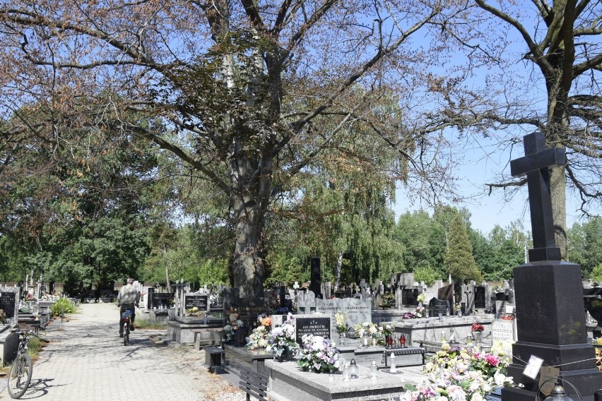 Ktoś zabija drzewa na cmentarzu świętego Józefa w Skierniewicach. Policja prowadzi śledztwo