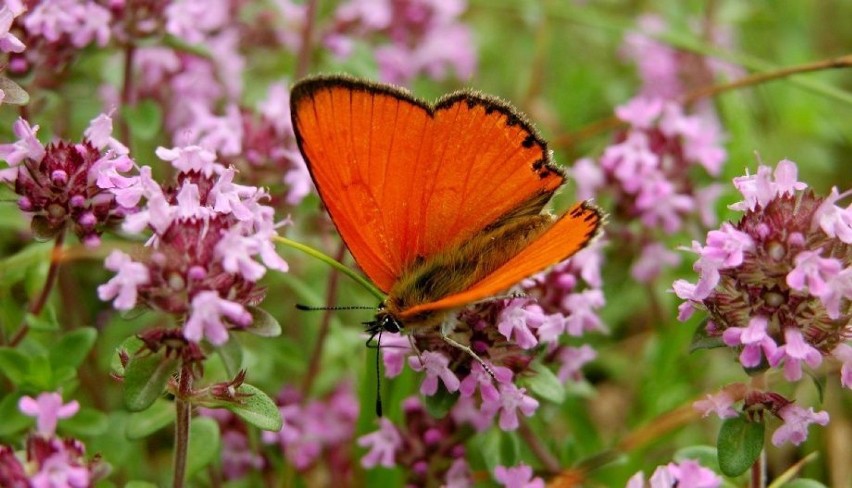 Czerwończyk dukacik (Lycaena virgaureae) na macierzance