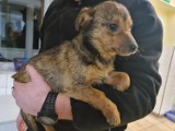 Toruń. Te psy w schronisku dla zwierząt czekają na nowy dom