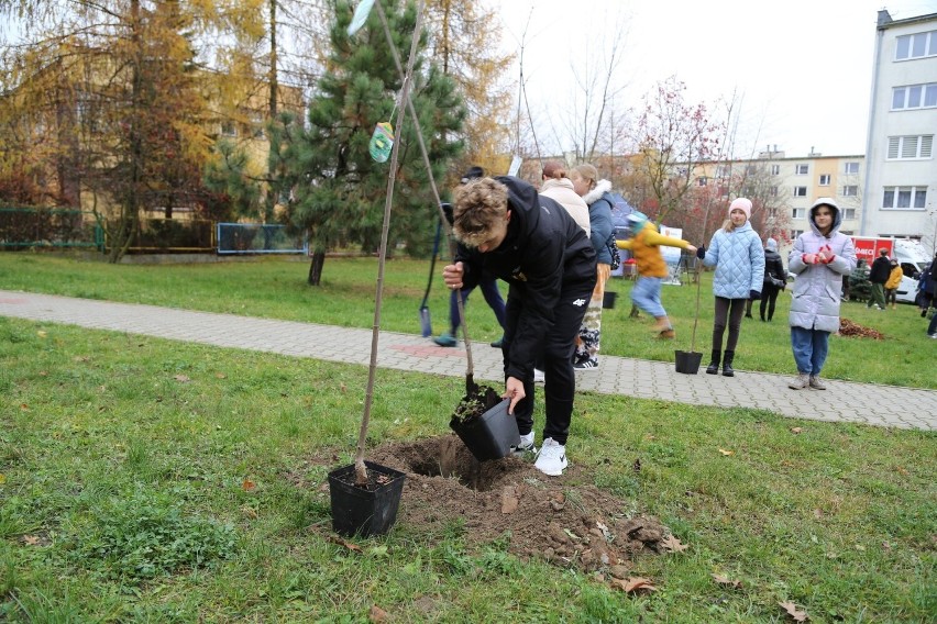 W Kielcach są w ostatnim czasie masowo sadzone są drzewa....