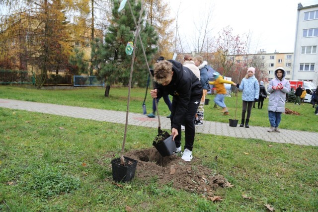 W Kielcach są w ostatnim czasie masowo sadzone są drzewa. Tym razem w ramach akcji "10 akcji nasadzeń - Przyjazne Kielce". Zobacz więcej na kolejnych zdjęciach.