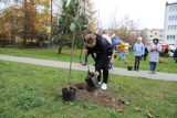 Kolejna akcja sadzenia drzew w Kielcach. W ramach projektu "10 akcji nasadzeń - Przyjazne Kielce" zazieleni się Bocianek. Zobacz zdjęcia