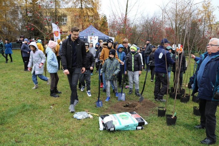 Kolejna akcja sadzenia drzew w Kielcach. W ramach projektu "10 akcji nasadzeń - Przyjazne Kielce" zazieleni się Bocianek. Zobacz zdjęcia