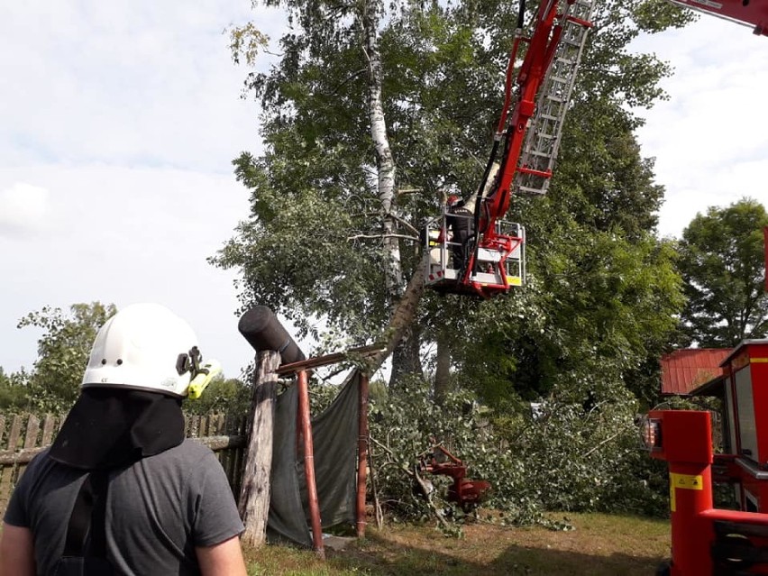 Konary drzewa opierały się o dach. Interweniowali strażacy (zdjęcia)  