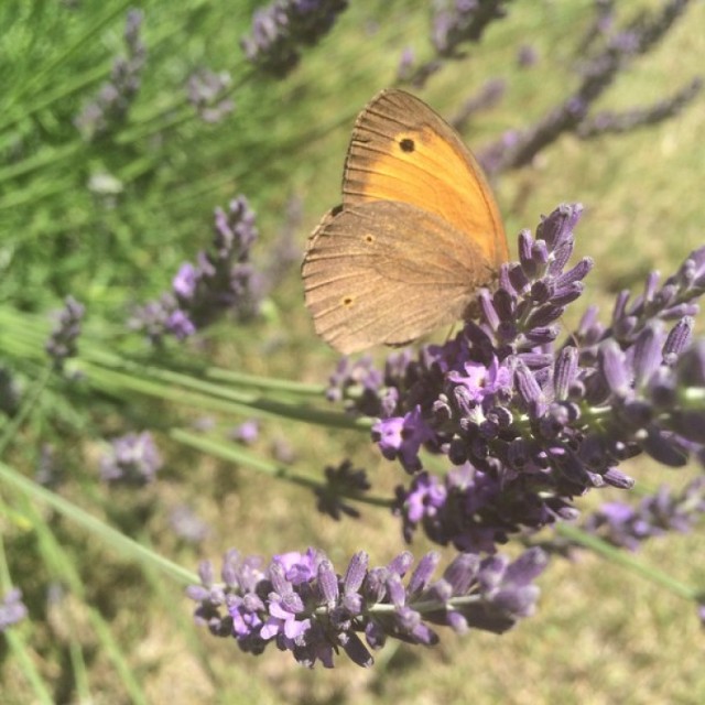 Urlop - poczuj się jak motyl!