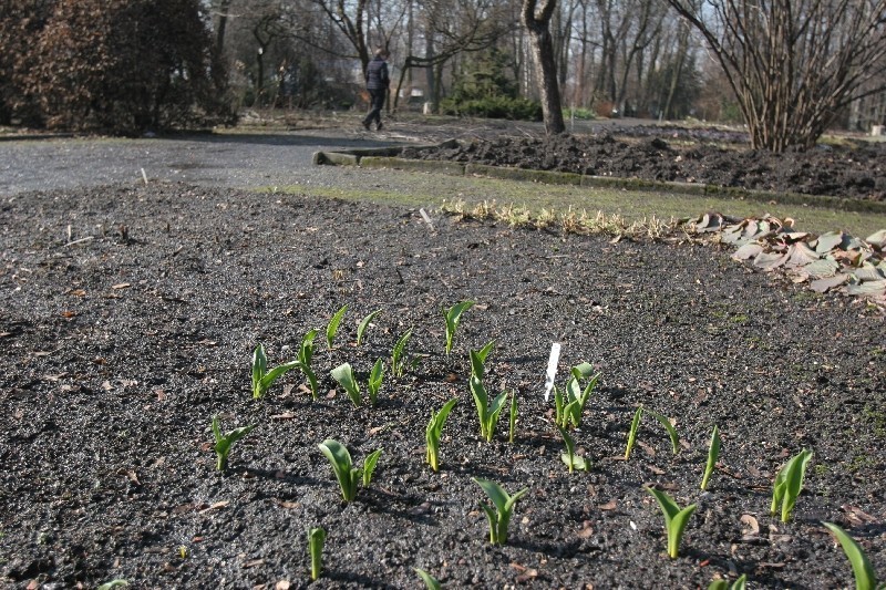 Wiosna w Zabrzu! Gdzie ją spotkać? Najłatwiej w Ogrodzie Botanicznym