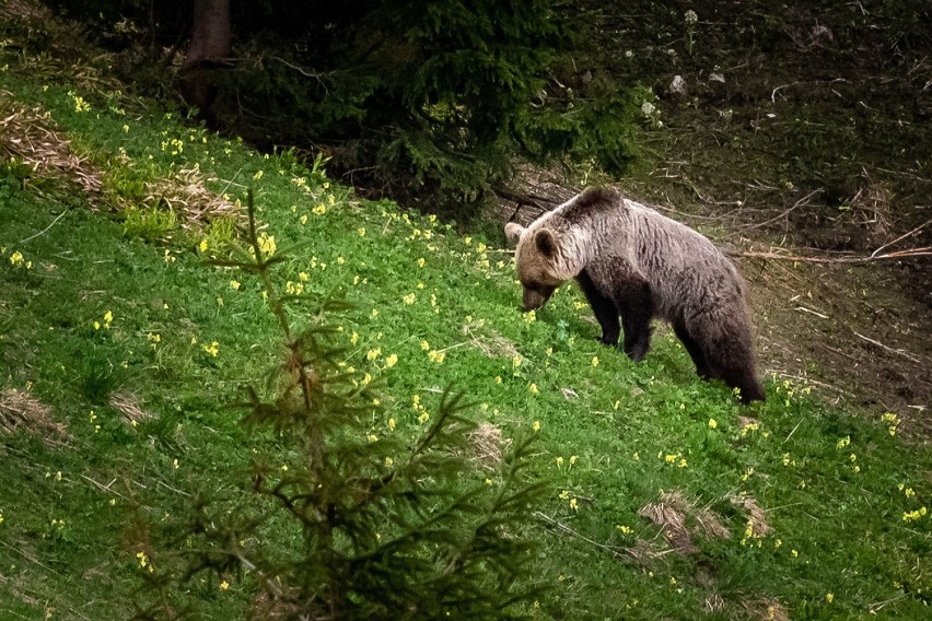 Niedźwiedź w Dolinie Jaworzynki w Tatrach