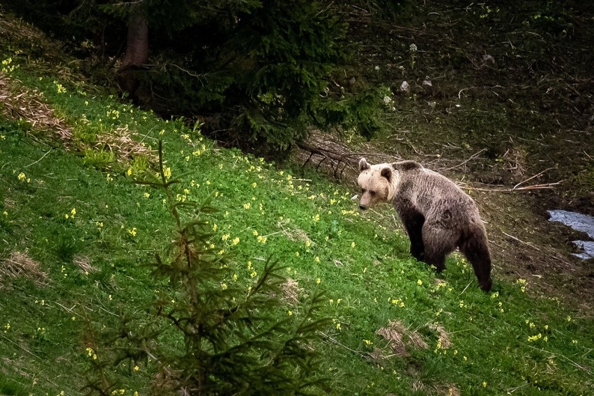 Tatry. Niedźwiedź tuż obok szlaku. "Nie panikować"