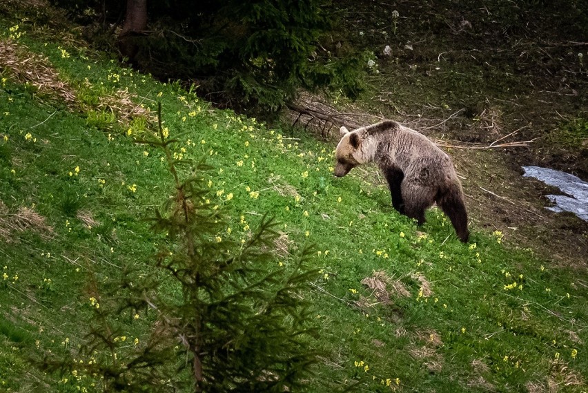 Tatry. Niedźwiedź tuż obok szlaku. "Nie panikować"