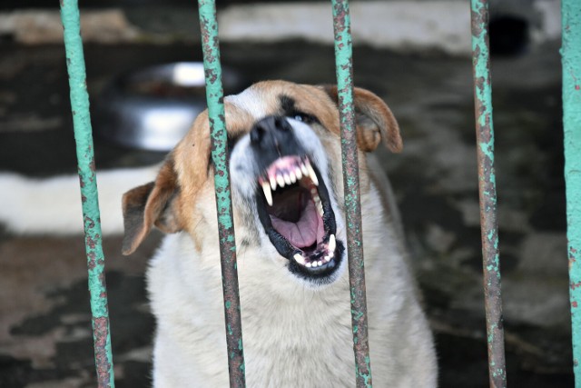 Niedopilnowane psy zaatakowały dziecko w Gucinie. Właścicielka może usłyszeć zarzuty