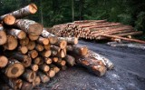 Radni podzieleni zakazem wycinki lasów. Ostatnią sesję w mijającej kadencji zdominował temat z branży leśnej 
