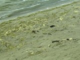 Jezioro Miedwie: To nie psy, to łabędzie       