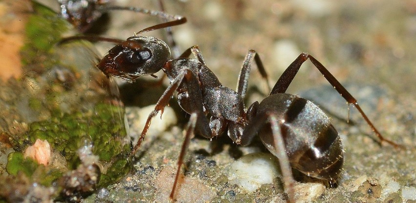Zdjęcie mrówki do zainstalowania jako tapeta na telefon