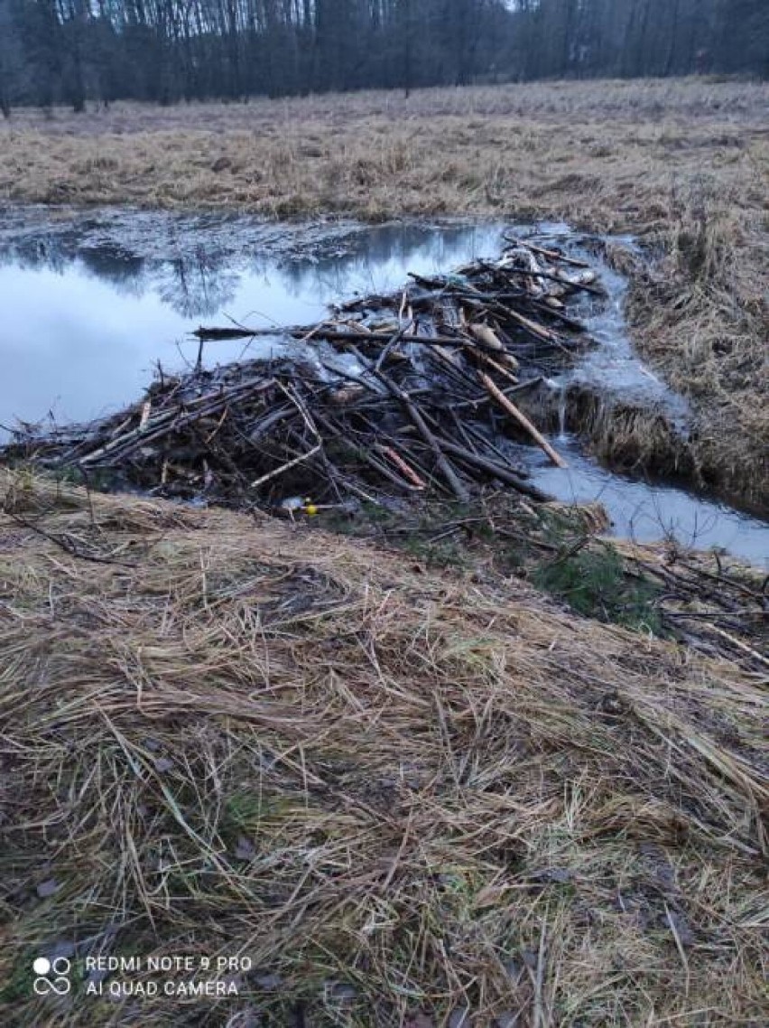 Bobry budują żeremia i tamy  na potoku Leśniowka w Żarkach ZDJĘCIA