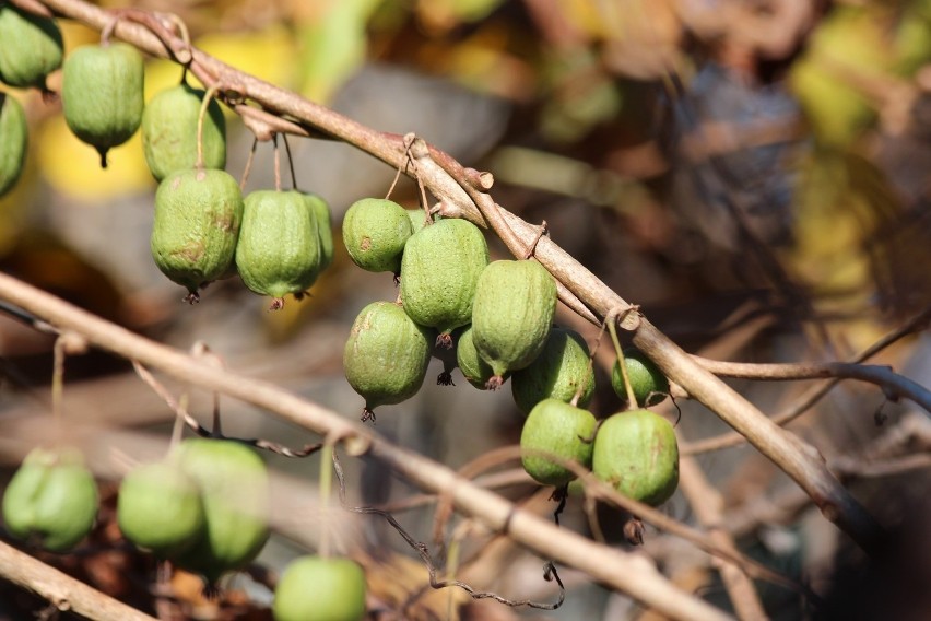 Aktinidia jest też nazywana mini kiwi. To ładne pnącze,...