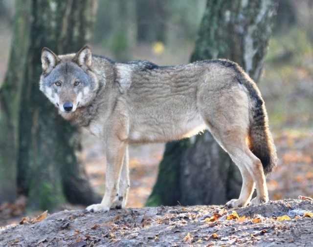 W lasach powiatu wadowickiego żyją m.in. wilki