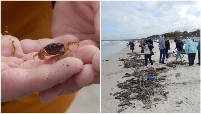 Krabik wyrzucony przez sztorm na plażę w Ustce