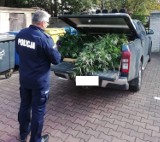 Policjanci z Pajęczna zlikwidowali uprawę marihuany pośród lasu 